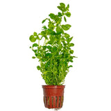 Load image into Gallery viewer, Ludwigia palustris &#39;Green&#39;