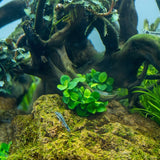Load image into Gallery viewer, 1-2-Grow! Anubias barteri 'Mini Coin'