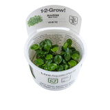 Load image into Gallery viewer, 1-2-Grow! Anubias barteri 'Mini Coin'