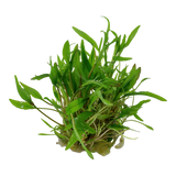 Load image into Gallery viewer, 1-2-Grow! Cryptocoryne wendtii 'Green'