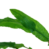 Load image into Gallery viewer, 1-2-Grow! Cryptocoryne wendtii 'Green'