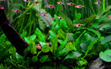 Load image into Gallery viewer, 1-2-Grow! Cryptocoryne wendtii 'Green'