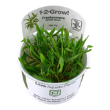Load image into Gallery viewer, 1-2-Grow! Cryptocoryne wendtii 'Green'