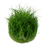 Load image into Gallery viewer, 1-2-Grow! Eleocharis Pusilla