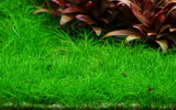 Load image into Gallery viewer, 1-2-Grow! Eleocharis Pusilla