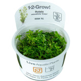 Load image into Gallery viewer, 1-2-Grow! Rotala rotundifolia 'Green'