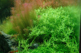 Load image into Gallery viewer, 1-2-Grow! Rotala rotundifolia 'Green'