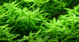 Load image into Gallery viewer, 1-2-Grow! Rotala rotundifolia 'Green'
