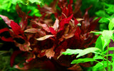 Load image into Gallery viewer, Alternanthera Reineckii &#39;Rosanervig&#39;