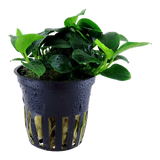 Load image into Gallery viewer, Anubias 'Petite'