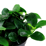 Load image into Gallery viewer, Anubias 'Petite'