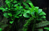 Load image into Gallery viewer, Anubias 'Petite'