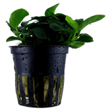 Load image into Gallery viewer, Anubias 'Petite'