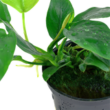 Load image into Gallery viewer, Anubias barteri var. nana