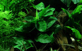 Load image into Gallery viewer, Anubias barteri var. nana