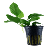 Load image into Gallery viewer, Anubias barteri var. nana