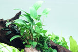 Load image into Gallery viewer, Anubias gracilis