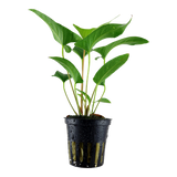 Load image into Gallery viewer, Anubias gracilis