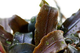 Load image into Gallery viewer, Bucephalandra 'Kedagang'