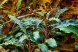 Load image into Gallery viewer, Bucephalandra 'Kedagang'