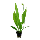 Load image into Gallery viewer, Echinodorus grisebachii 'Bleherae'