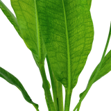 Load image into Gallery viewer, Echinodorus grisebachii 'Bleherae'