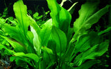Load image into Gallery viewer, Echinodorus grisebachii 'Bleherae'