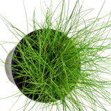 Load image into Gallery viewer, Eleocharis parvula