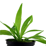 Load image into Gallery viewer, Helanthium bolivianum &#39;Quadricostatus&#39;