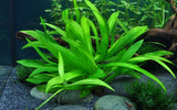 Load image into Gallery viewer, 1-2-Grow! Helanthium bolivianum 'Quadricostatus'