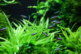 Load image into Gallery viewer, 1-2-Grow! Helanthium bolivianum 'Quadricostatus'