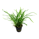 Load image into Gallery viewer, Microsorum pteropus 'Trident'