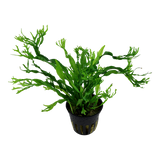 Load image into Gallery viewer, Microsorum pteropus &#39;Windeløv&#39;
