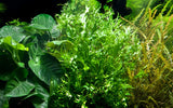 Load image into Gallery viewer, Microsorum pteropus &#39;Windeløv&#39;
