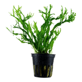 Load image into Gallery viewer, Microsorum pteropus &#39;Windeløv&#39;